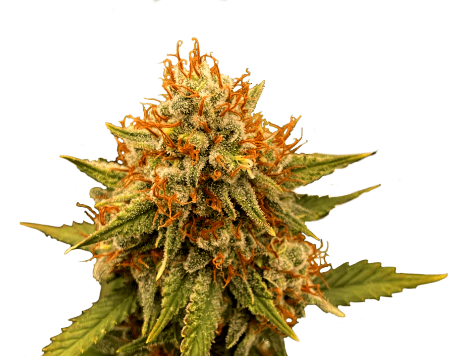 Acapulco Gold 3.5g