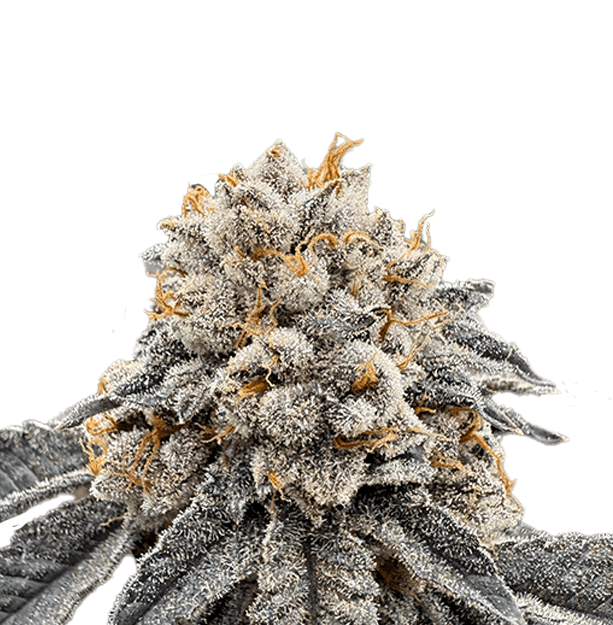 Lemon Runtz 3.5g
