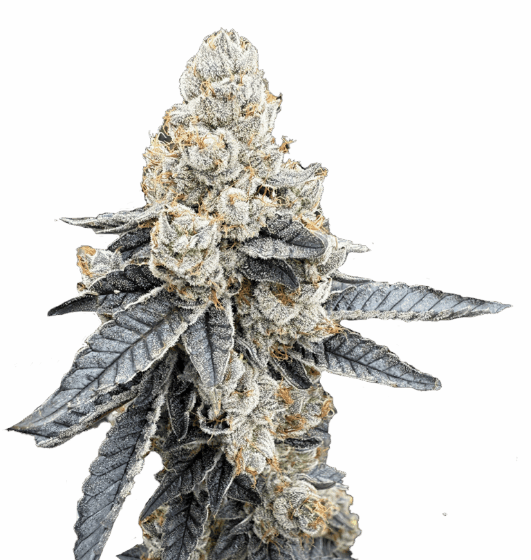 Pineapple Upside Down Cake 3.5g