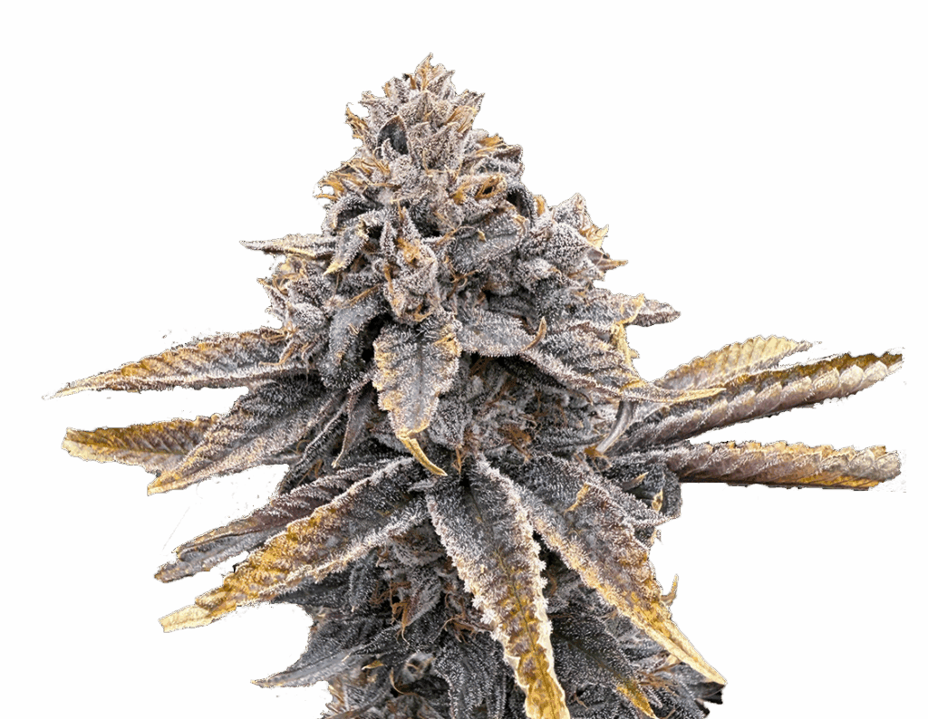 Sour Blueberry 3.5g