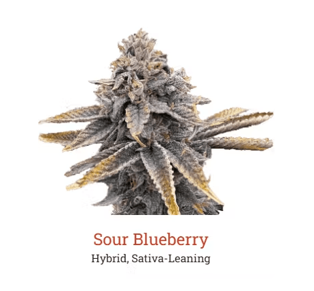 Sour Blueberry 3.5g