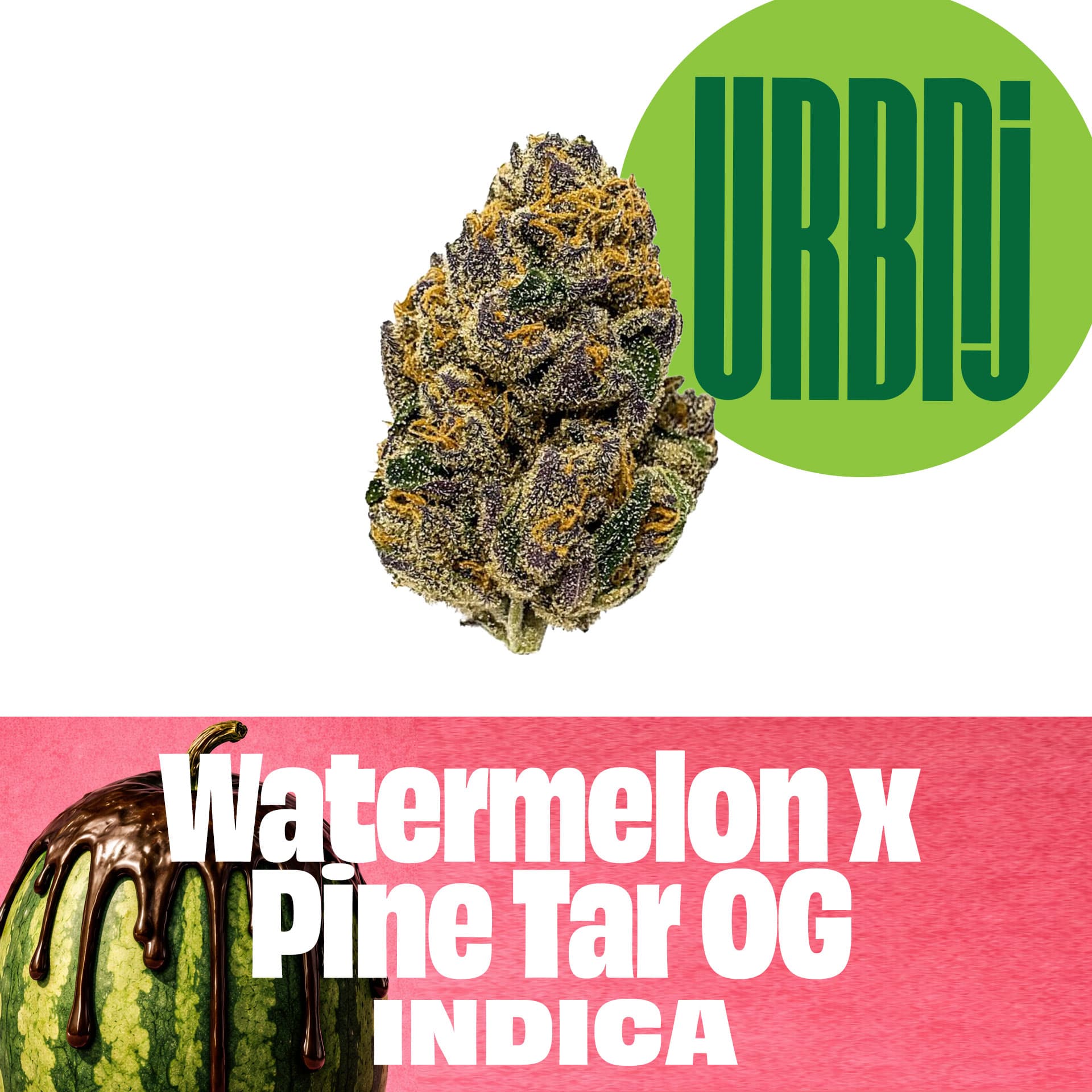 Watermelon x Pine Tar OG 2g
