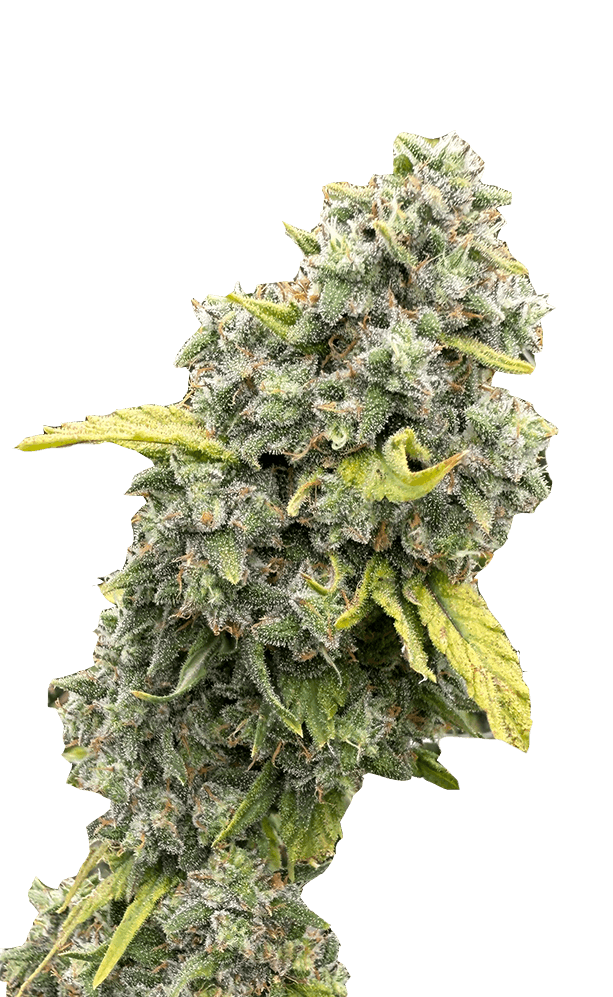 White Widow 3.5g